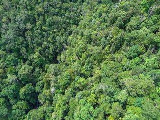 high angle jungle detail