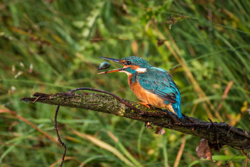 Kingfisher