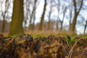 Naklejka premium Blurred view of woodland in winter