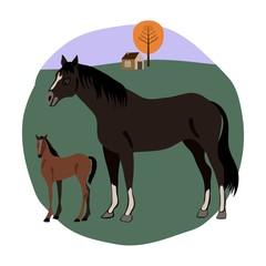 Horse and stallion on white background vector pets