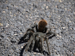 spinne