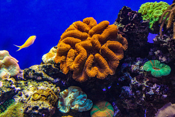 Colorful coral reef with tropical fishes