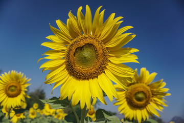 Fototapeta premium Beautiful sunflowers against blue sky