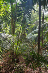 Dense jungle in the Amazon region, Brazil, South America