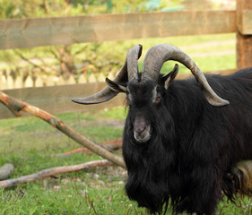 Black long haired male goat