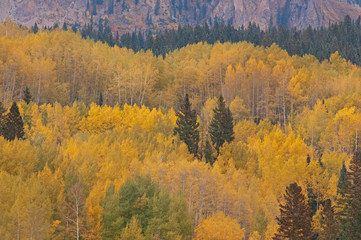 Autumn landscape of conifer and aspen forest, Elk Mountains, Colorado, USA
