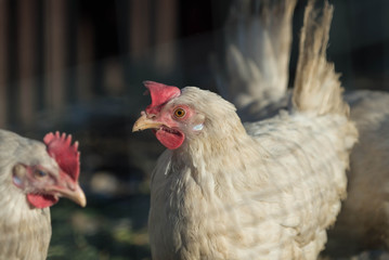 White hens graze in an outdoor garden on a sunny day