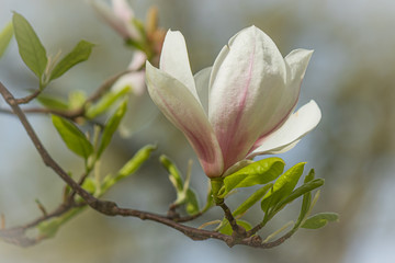 Obraz premium Rising beauty