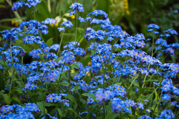A large cluster of light blue Alpine forget-me-nots with raindrops hanging on their stems against the green grass of the meadow in the afternoon after the rain, selective focus