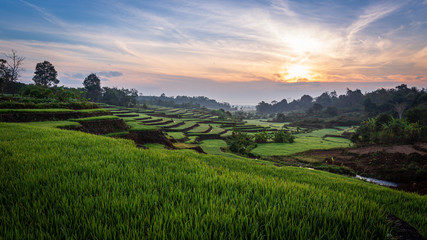Fototapeta premium paddy fields in Vietnam