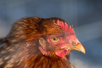 Portrait of a brown hen in an outdoor garden on a sunny day
