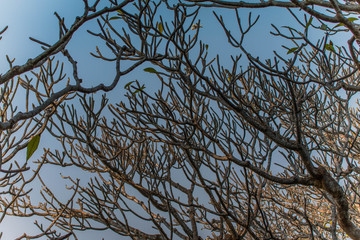 The most beatiful plumeria flowers, yellow  and white colors.