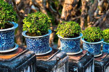 beautiful Carmona retusa or Fukien tea tree in the flowerpot at the palace in Phetburi ,Thailand