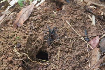 Spider on the soil, Amazon region, Brazil, South America