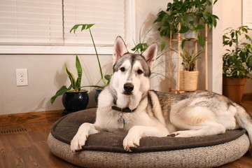 Plakat Husky in home