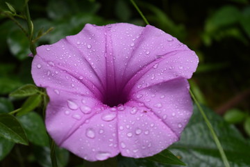 San Juan Flower