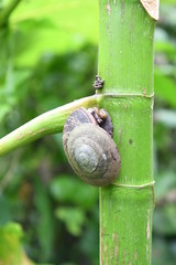 San Juan Snail
