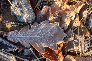 the frozen ice sheets in the winter , the snowflakes on the leaves