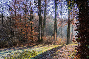 Lichtdurchfluteter Wald im Stromberg
