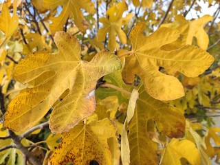 Fig leaves with yellow nerves
