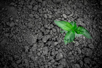 small flower green sprout in the rough ground, the single flower in the ground, dessert, growth