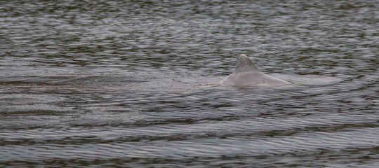 Fototapeta premium Amazon river dolphin, Brazil, South America