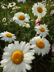 Fototapeta premium field of daisies