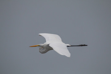 Great egret in flight, Amazon region, Brazil, South America