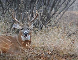 Close up of the mighty buck resting at the forest edge