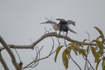 Female Anhinga in a tree, Pantanal region, Brazil, South America