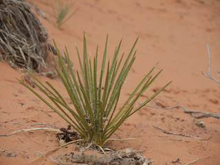 pflanzen in der wüste