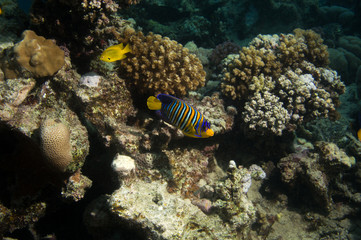 Kaiserfisch