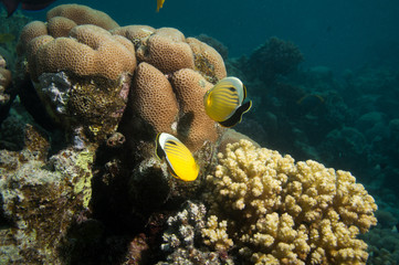 Falterfische
