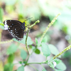 One butterfly is standing on the plant in the daytime