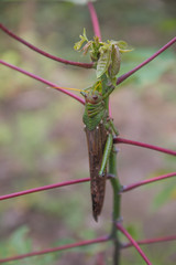 Giant grasshopper in a plant, Amazon region, Brazil, South America