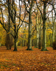 Autumn Woodland Landscape view. Gosforth. North East England. UK. 