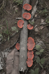 Red mushrooms on a dead trunk, Amazon region, Brazil, South America