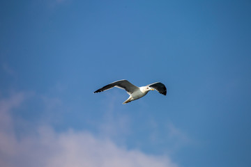 seagull flying in the sky against the background of clouds