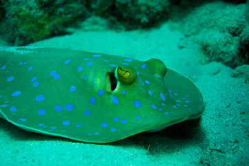 Blaupunktrochen © Chr. Suttrop