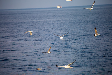 flock of seagulls flying in the sky against the background of the sea