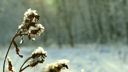 A dry thistle stalk covered with snow sways in a gentle breeze against a dark forest and sparkling falling snow on a glade in a winter forest.Slow-motion - Powered by Adobe