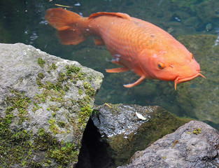 tropical fish