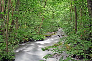 Obraz premium forest river