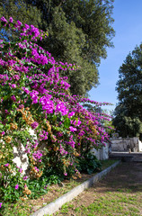 Beautiful purple flowers growing on a wall