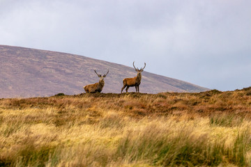 Red deer of the Scottish highlands
