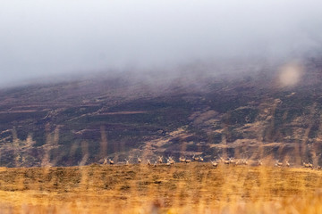 Obraz na płótnie Canvas Red deer of the Scottish highlands