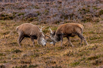 Fototapeta premium Red deer of the Scottish highlands