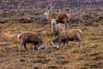 Red deer of the Scottish highlands
