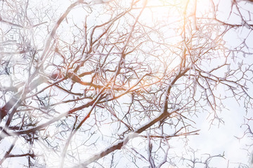 Winter landscape. Forest under the snow. Winter in the park.
