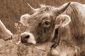 Kuh - Allgäu - urig - sepia